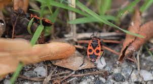 mysterie opgelost dit zijn die rode insecten die je veel in almelo ziet indebuurt almelo
