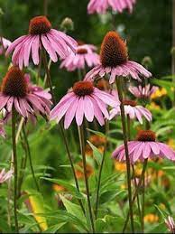 Rudbeckia Pourpre Profusion Front Flower Beds Echinacea Echinacea Purpurea