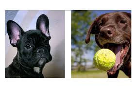 French bulldogs may fit your lifestyle if you are looking for traits such as the following: The Lifespan And Health Conditions Of French Bulldogs And Labrador Retrievers