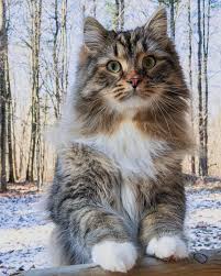 Some siberian breeders have thought that the siberians may have reduced cat allergens called fel d1. Boone The Cat On Instagram Don T Tell Me It S Already Monday Follow Boonethesiberian And Never Miss A Pos Cute Cats Photos Cute Cats Beautiful Cats