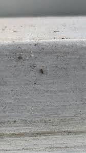 Maybe you would like to learn more about one of these? Help Bugs Tiny Gray Silver Bugs That Don T Fly But They Re Fast Noticed Them All Over When I Watered Not Soil Gnats They Don T Seem To Be Doing Any Harm Indoorgardening