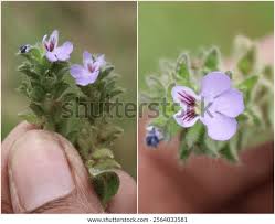 Image result for Nelsonia