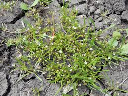 Image result for Limosella grandiflora