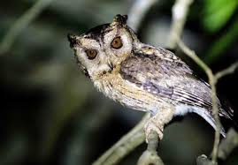 Jika ingin mendengar suara dari berbagai jenis. Download Suara Burung Hantu Jawa Di Malam Hari Mp3 Harga