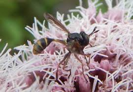 I keep finding bees in the house, but the windows are closed. Why Do Bumble Bees Dig In The Ground