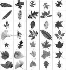 In case you want a similar looking leaves like the two art above, just simply visit the link below Free Leaves Brush Pack Photoshop Free Brushes 123freebrushes