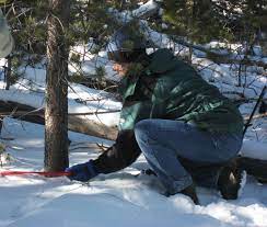Buffalo Creek Christmas Tree Cutting 2022 Arapaho & Roosevelt National Forests Pawnee National Grassland - Forest  Products Permits