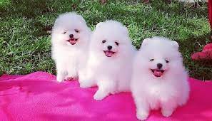 Ukpets found the following dogs and puppies for sale in the uk based on your search criteria. Teacup Pomeranian Puppies For Sale Home Facebook