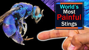 Most Painful Insect Stings In The World Schmidt Sting Pain Index
