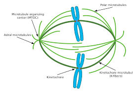 Maybe you would like to learn more about one of these? Microtubule Wikipedia