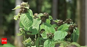 Image result for Vincetoxicum afrum