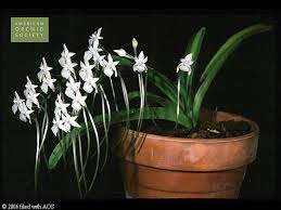 Image result for Rangaeris