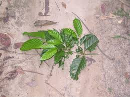 Image result for Oxyanthus speciosus