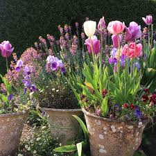 97 Mentions J Aime 0 Commentaires Aude Picault Audepiko Sur Instagram Havre Jardin Tulipe Giroflee Iris Erigeron In 2020 Plants