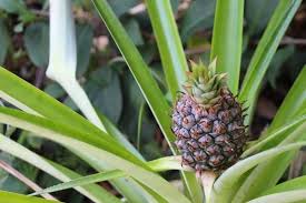 Detailed instruction how to grow pineapple from purchased fruit. How To Grow Pineapples From Kitchen Scraps My Little Green Garden