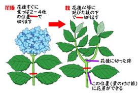 アジサイの育て方 ヤサシイエンゲイ