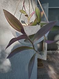 We did not find results for: My Tradescantia Pallida Pink Stripe Pinkplants