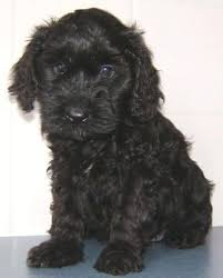 Black And White Cocker Spaniel Poodle Mix Spoodle Cocker Spaniel X Poodle Pups Spoodle Poodle Puppy Poodle
