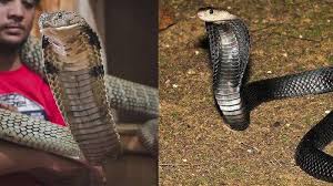 Anda bisa memanggil jasa pembasmi ular fumida yang sudah profesional dan berpengalaman. Cara Cegah Ular Kobra Masuk Rumah Selama Musim Hujan Tribunnews Com Mobile