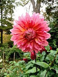 In The Studio Video With Susanna Salk And Frances Palmer Dahlia Flower Plant Fungus Dahlias Garden