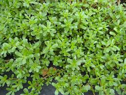 Purslane is very high in antioxidants and beneficial plant compounds, which may have various health benefits. Who Knew Purslane Seeds Are Loaded With Health Benefits Here Are 5 Of Them Wild Foodism