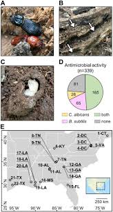 When dry rot occurs, the fungi break down cellulose and hemicellulose, the components which give the wood strength and resilience. Multiple Lineages Of Streptomyces Produce Antimicrobials Within Passalid Beetle Galleries Across Eastern North America Biorxiv