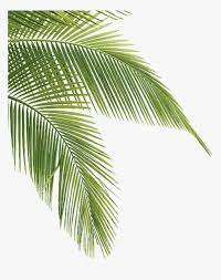 Discover and download free palm leaves png images on pngitem. Palm Tree Leaves Png Transparent Png Kindpng