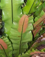 Image result for Vittaria reekmansii