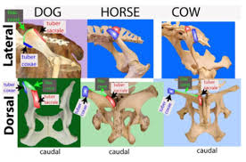 Agreements & disagreements workshop 36. Anatomy Quiz Pelvis Repro And Hind Limb Muscles Flashcards Quizlet