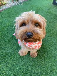 Has anyone taken their dog to the crag often ? I read dogs are not allowed  in the National Park, is this true ? Where are the crags that dogs are  allowed?