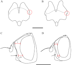 Image result for Terminalia trichopoda