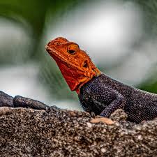 Bu Kelenin Ismi Agama Hatta Rainbow Agama 33 Turu Var Kaya Kelesi Ne Muazzam Yaratilmis Insani Nasil Hayret Ettiriyor Afrika Da Benin De Ce 2020 Afrika Iman Roma
