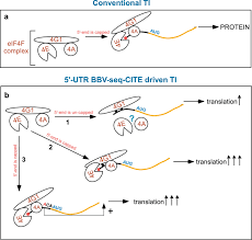 Free online translator enhanced by dictionary definitions, pronunciations, synonyms, examples and supporting the 19 languages most used on the web. A Translation Enhancer Element From Black Beetle Virus Engages Yeast Eif4g1 To Drive Cap Independent Translation Initiation Scientific Reports