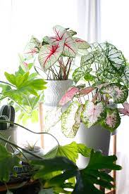 These tropical plants grow from tubers, most known for their colourful foliage you can either plant them in pot, on the ground (normally used as bedding plant) or simple grow it from water in vase or pot, depending how you want them to grow. Plant O Pedia Caladiums Justina Blakeney