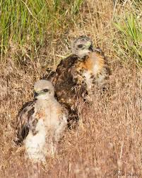 This shot is unbaited, and the hawk was not disturbed during his meal. This Is What Can Happen When A Red Tailed Hawk Nest Is Blown Down Feathered Photography