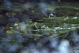 Image result for Potamogeton pusillus