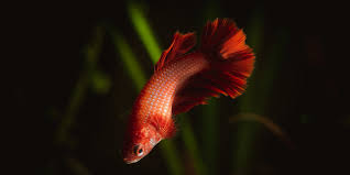 See the internal, external, and different characteristics of male and female bettas. The Underrated Female Betta Fish