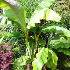 10 Plantes Exotiques Et Rustiques Pour Jardin Jungle Jardin Rustique Plante Exotique Plante Grasse Exterieur