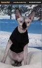 - Texas Sphynx Rescue - ADOPTIONS - Rescue Me!