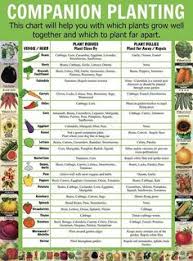 34 Best Companion Planting Chart Images In 2019 Companion