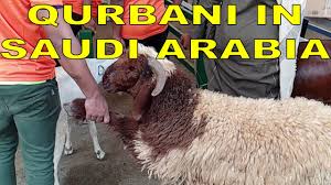 Bakraqurbani #bakraeid first hand experience on qurbani in jeddah saudi arabia. Qurbani In Saudi Arabia Bakra Qurbani In Jeddah Saudi Arabia Youtube