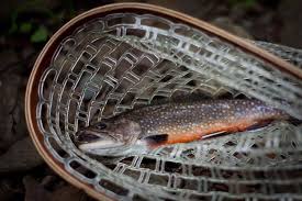 Trout And Water Temperature How Hot Is Too Hot Hatch