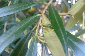 Olea Europaea