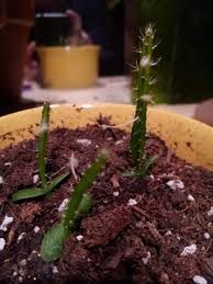 Seeds are occasionally used to grow a new dragon fruit plant, but plants grown from cuttings mature and bear fruit much earlier. I Grew These Baby Dragon Fruit Plants From Seeds They Re Doing Pretty Good But Recently Started Growing These Fuzzy Looking Little White Things I Know They Like To Climb So I Just
