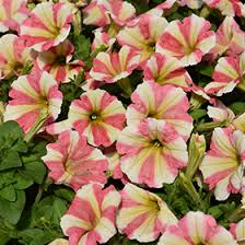 Petunia peppy blue ist eine kompakt wachsende sorte. Peppy Sunset Petunia Petunia Peppy Sunset In Scarborough Maine Me At Highland Avenue Greenhouse