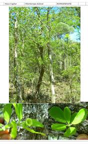 Image result for Hilsenbergia