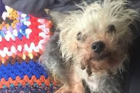 The charitable purpose for which this organization was formed is to provide pet rescue services; Dumont Tenafly Pet Advocates Cheer Charges In Dog Cruelty Case Bergenfield Daily Voice