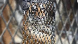 The tiger portion of the investigation is continuing, houston police tweeted after the arrest of 26 year old victor hugo cuevas, whose lawyer insisted the tiger does not belong to cuevas. Tiger Found In A Texas Garage Moved To A Wild Animal Ranch Kvia