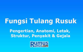 Sesungguhnya tulang rusuk yang paling bengkok adalah yang paling atas. Fungsi Tulang Rusuk Pengertian Anatomi Letak Struktur Gejala