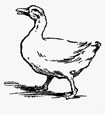 The drake and hen are identical with the head and neck a lighter brown. Clip Art Farm Duck Black N White Hd Png Download Kindpng
